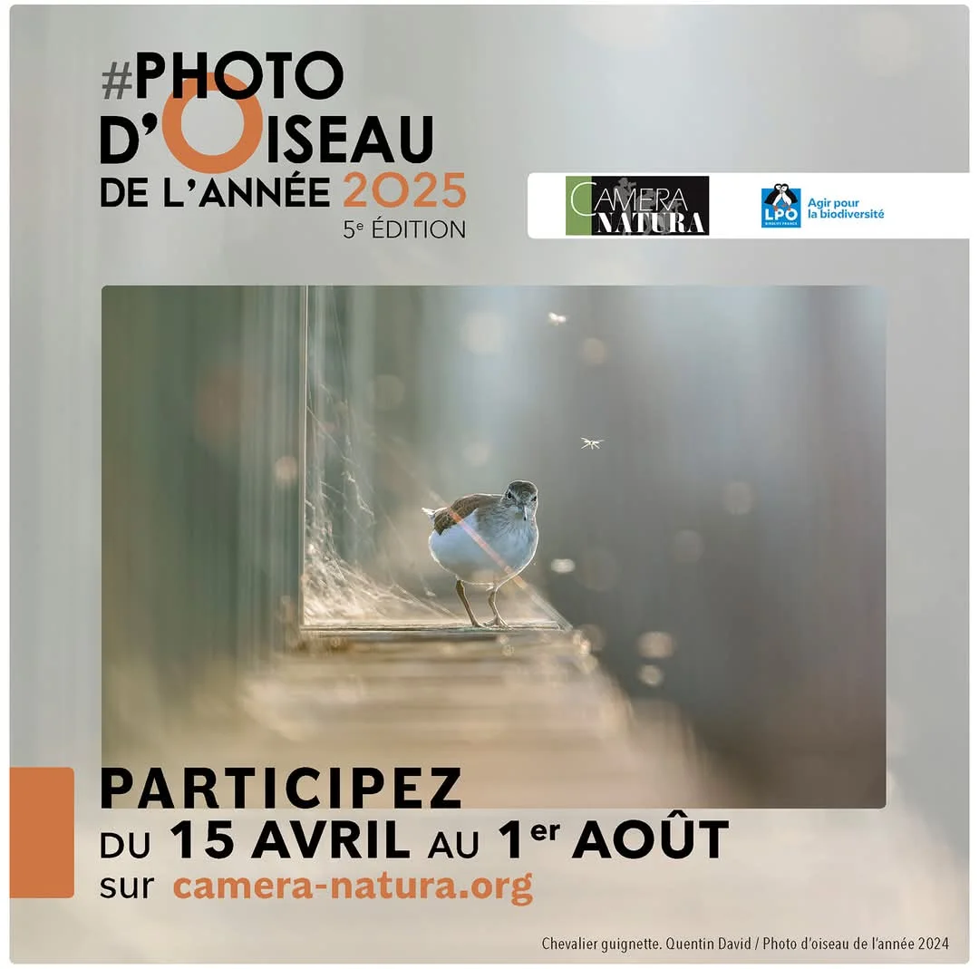 5ème Edition Photo d'Oiseau de L'année 2025