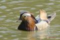 canard 1 1607528718