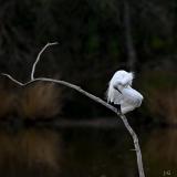 oiseau1re