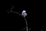 oiseau2re