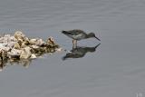 oiseau3re