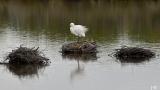 oiseau4re