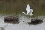 oiseau5re