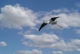 Oiseaux  (13)