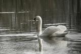 cygne2re