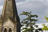 Oiseaux (33) (FILEminimizer)