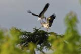 Oiseaux (41) (FILEminimizer)