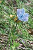 Azuré bleu céleste