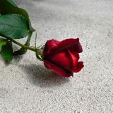 rose mai2023re