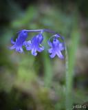 jacinthe des boisre