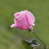 Rose de novembre copie