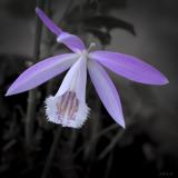 pleione