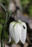 Fleur et mouche