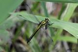 insectere