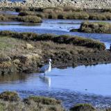 aigrette