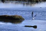 goeland