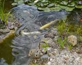 Jardin OSODA H  (11)