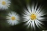 Fleur avec filtre radial