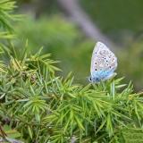azurere