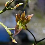 bourgeonre