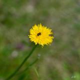 jaune d'orre