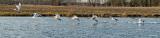 Panorama-cygne