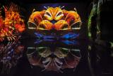 Bassins-des-lumieres-ocean-10