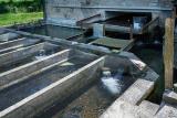 Pisciculture-Gensac-07