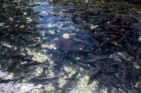Pisciculture-Gensac-11