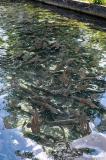 Pisciculture-Gensac-12