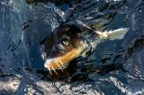 Pisciculture-Gensac-16