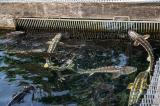 Pisciculture-Gensac-17