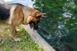 Pisciculture-Gensac-18