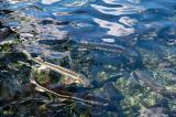 Pisciculture-Gensac-19
