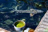 Pisciculture-Gensac-21