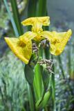 Jardin-Olosa-st-romain-benet-12