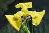 Jardin-Olosa-st-romain-benet-13